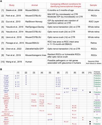 Differential Retinal Ganglion Cell Vulnerability, A Critical Clue for the Identification of Neuroprotective Genes in Glaucoma